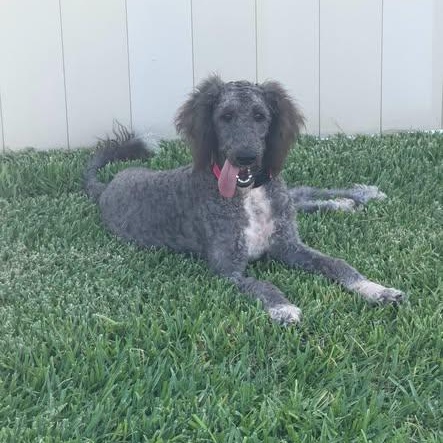Misty, an adoptable Goldendoodle in LEHIGH ACRES, FL image 3/6