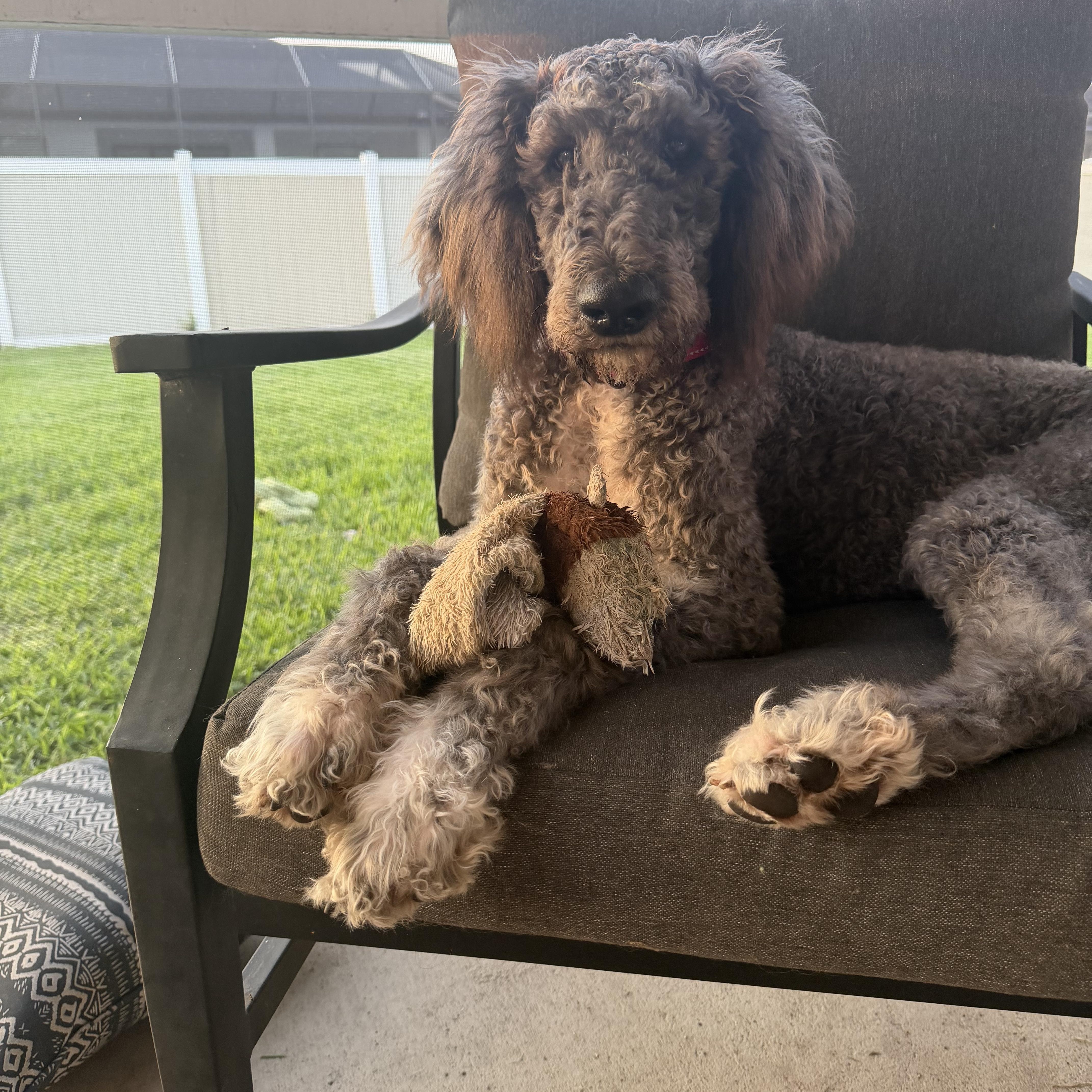 Misty, adoptable, Puppy Female Goldendoodle.