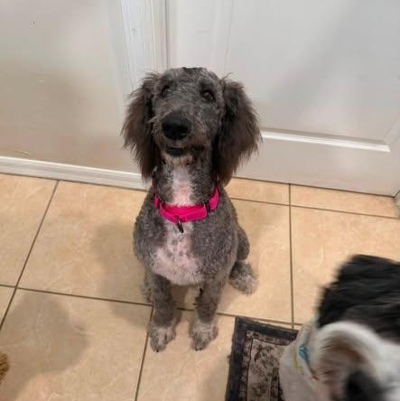 Misty, an adoptable Goldendoodle in LEHIGH ACRES, FL image 2/6