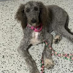 Misty, an adoptable Goldendoodle in LEHIGH ACRES, FL image 4/6