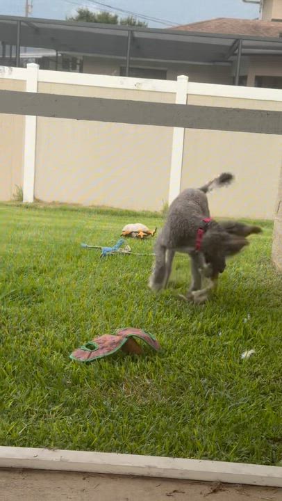 Enlarge Misty, an adoptable Goldendoodle in LEHIGH ACRES, FL video 6/6