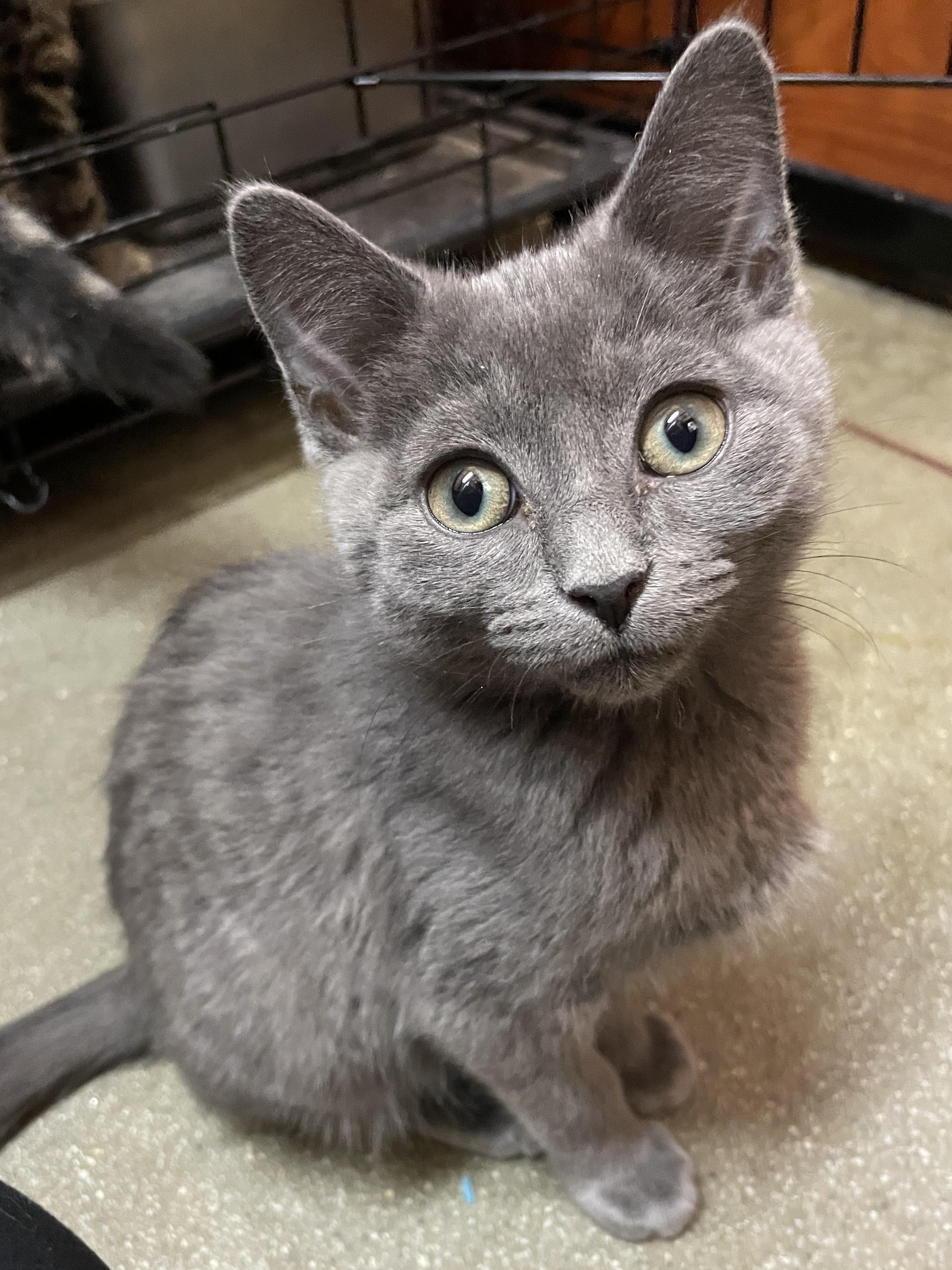 Enlarge Earl, a ADOPTABLE mixed breed in Mauldin, SC image 1/1