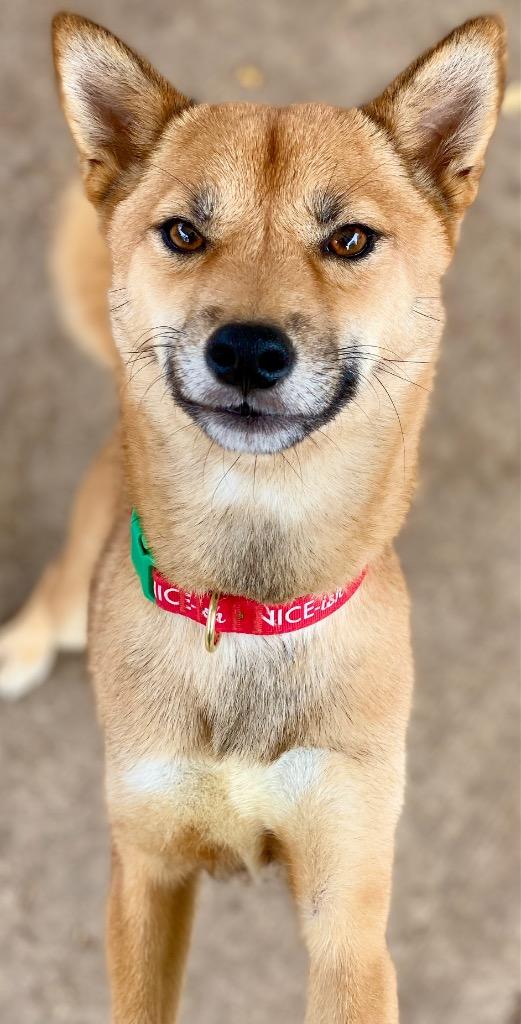 Cindy Lou Who, a Adoptable Shiba Inu in Urbandale, IA image 1/3