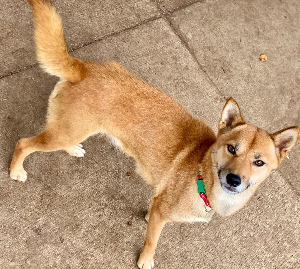 Cindy Lou Who, a Adoptable Shiba Inu in Urbandale, IA image 2/3