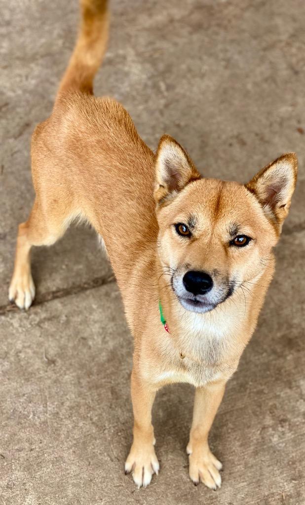 Cindy Lou Who, a Adoptable Shiba Inu in Urbandale, IA image 3/3