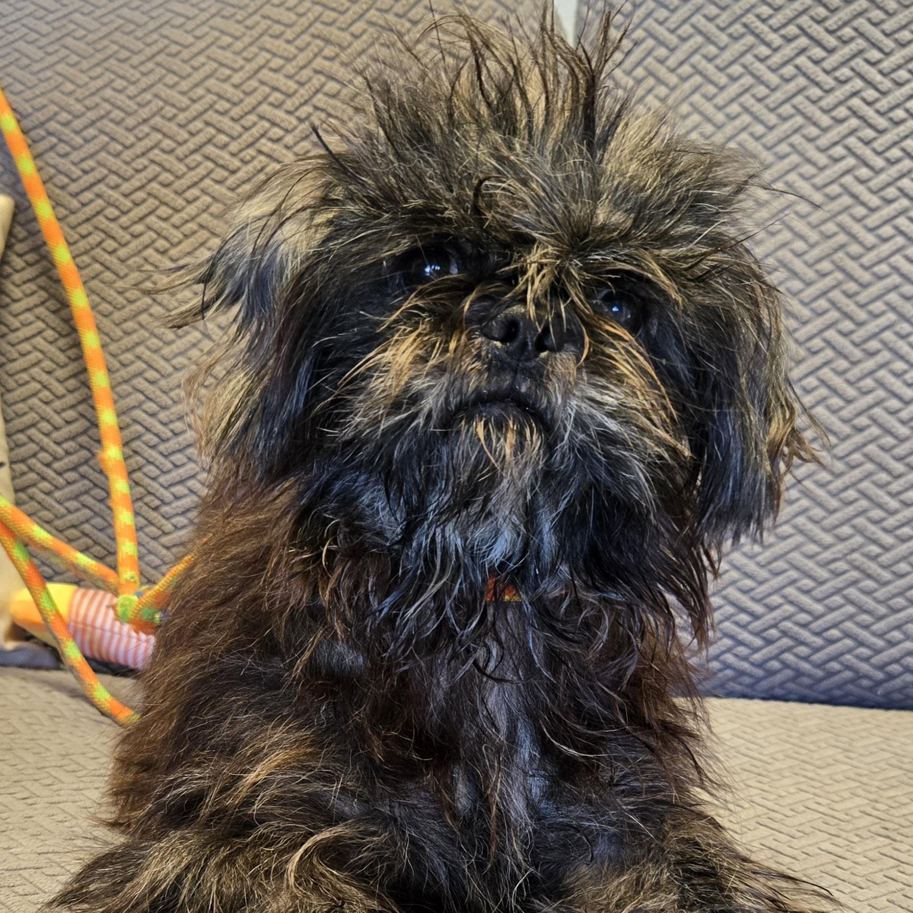 Enlarge Delta, a Adoptable mixed breed in Normal, IL image 2/4