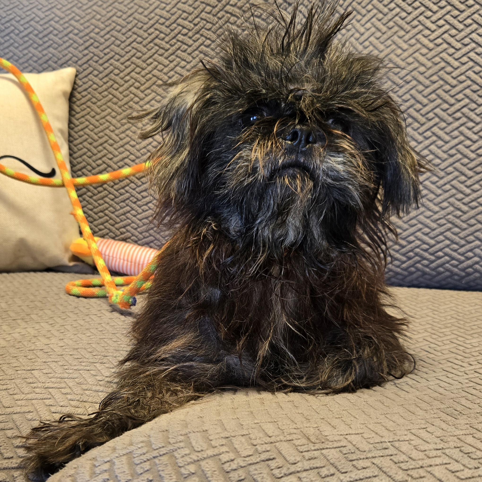 Enlarge Delta, a Adoptable mixed breed in Normal, IL image 4/4