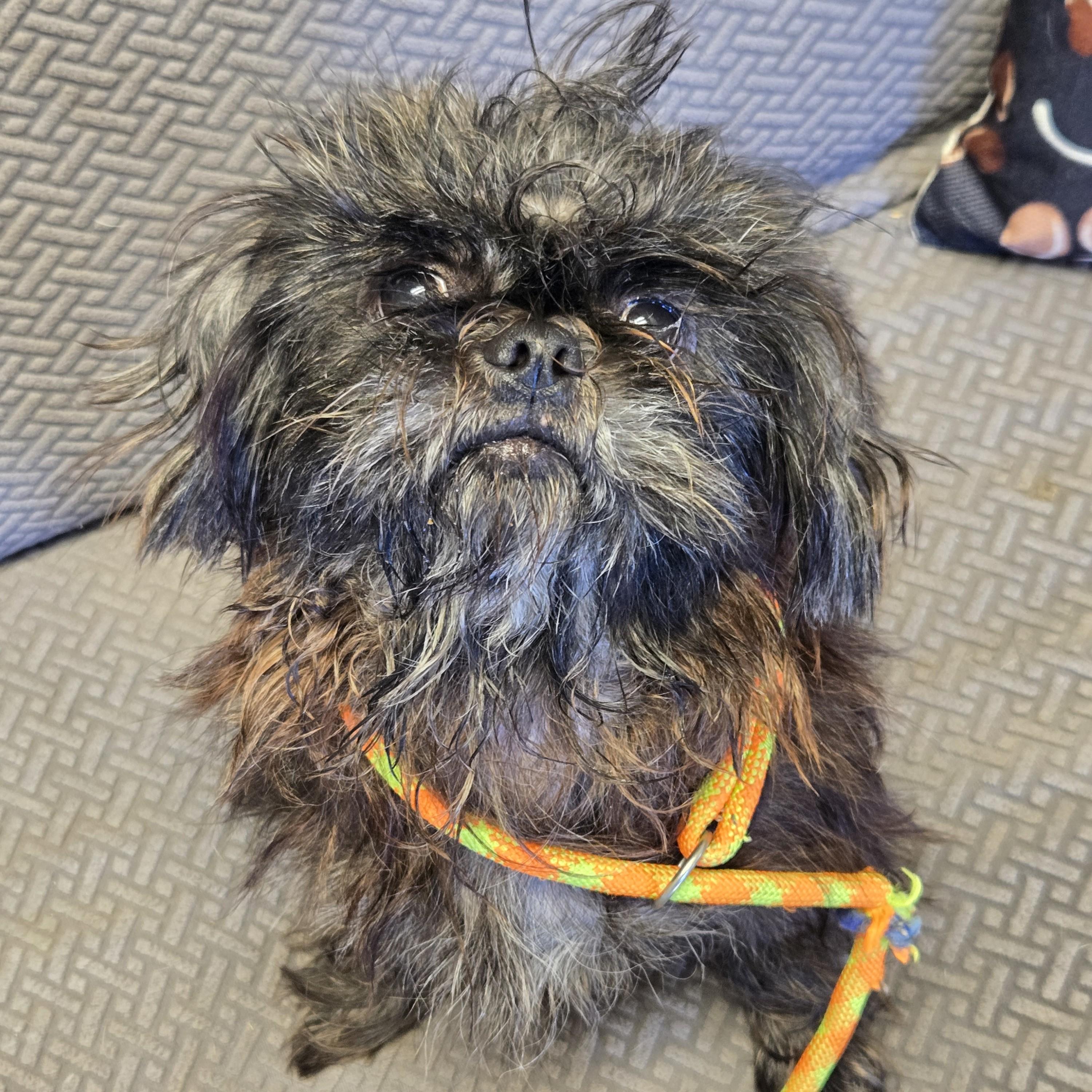 Enlarge Delta, a Adoptable mixed breed in Normal, IL image 3/4