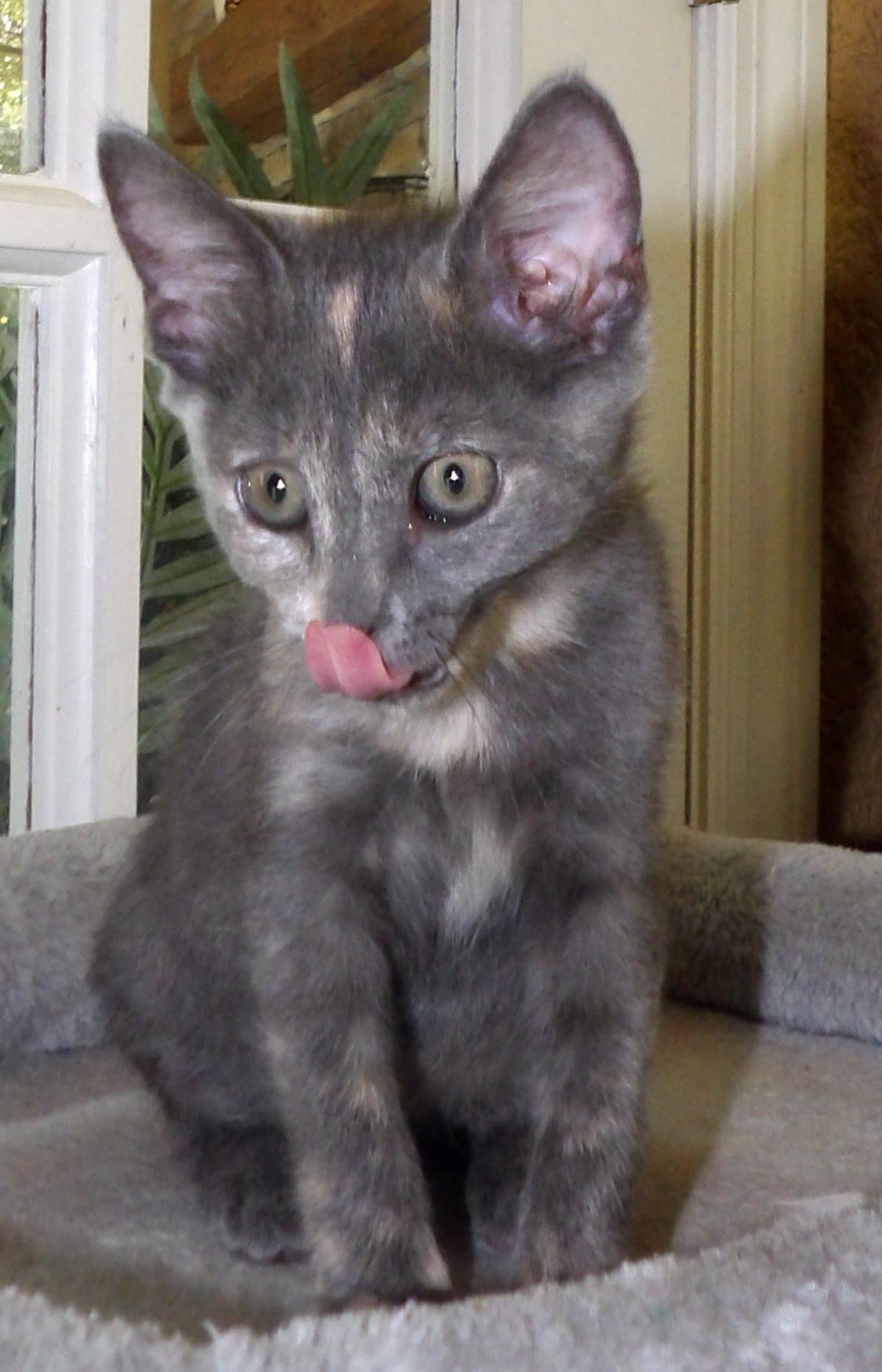 Enlarge Missy, a Adopted mixed breed in Lake Monroe, FL image 3/3