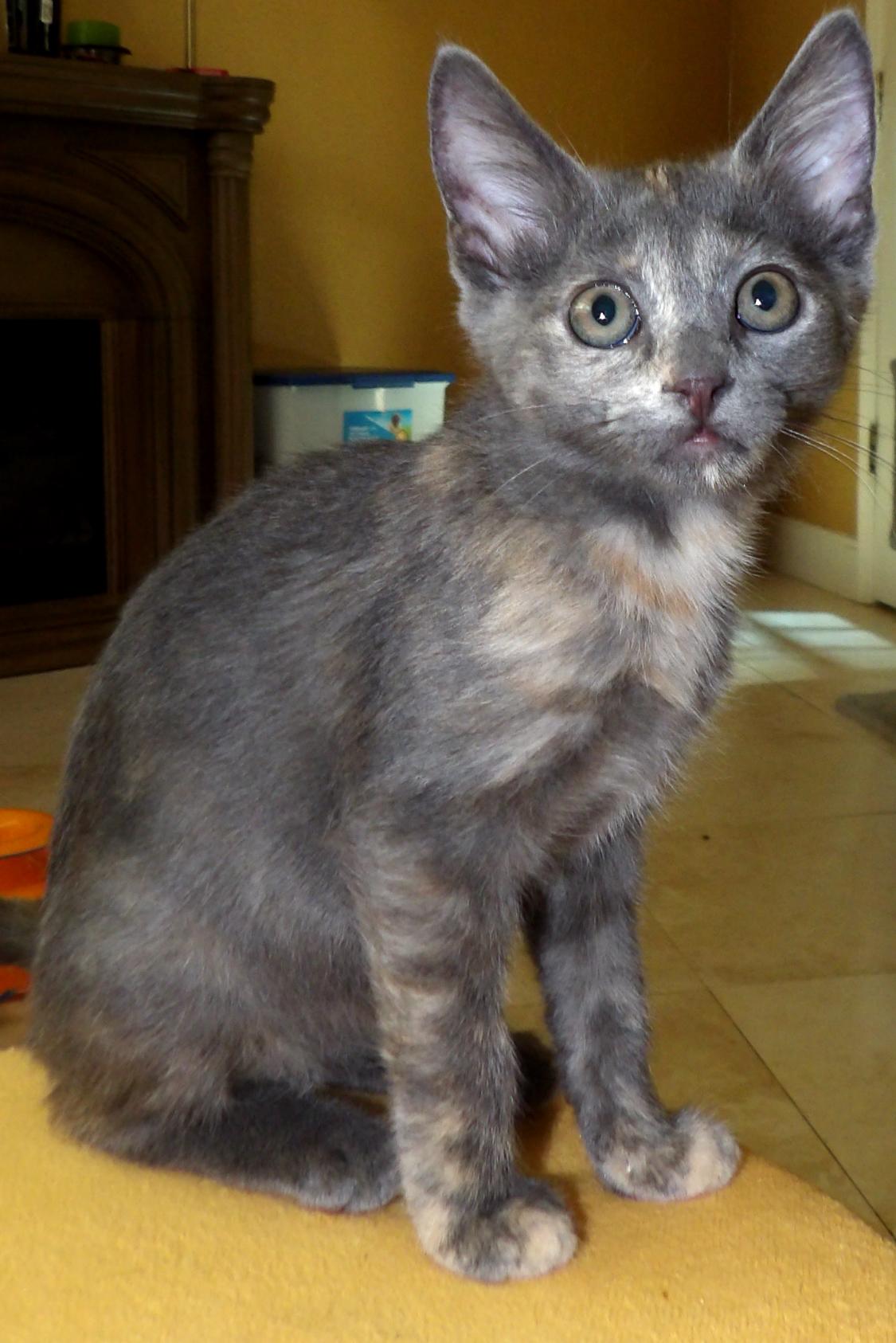 Missy, Adopted, Kitten Female Domestic Short Hair & Tiger.