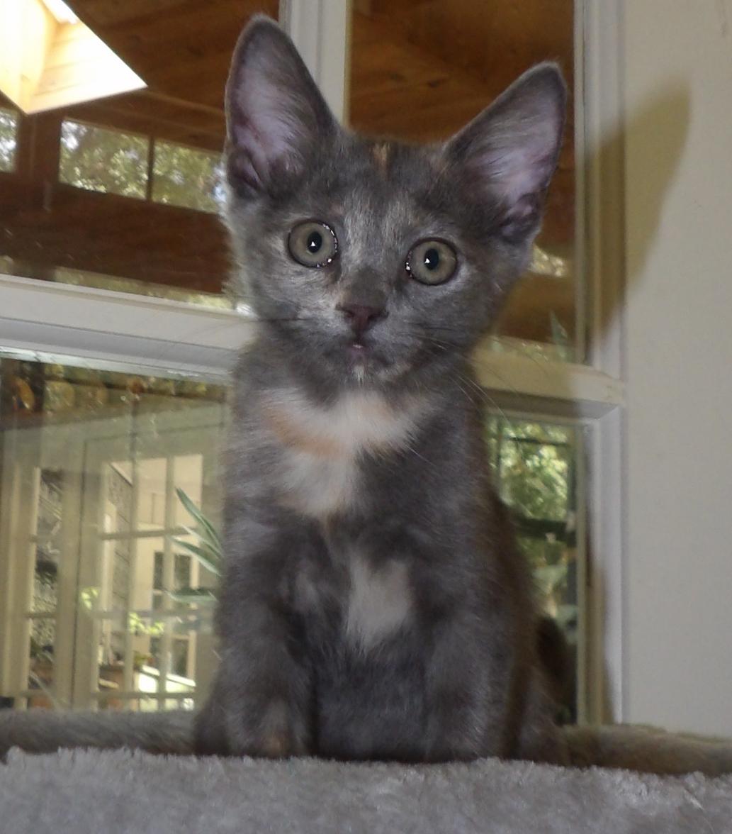 Enlarge Missy, a Adopted mixed breed in Lake Monroe, FL image 2/3
