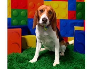 Dory, a ADOPTABLE Beagle in New Boston, NH image 2/5