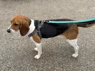 Dory, a ADOPTABLE Beagle in New Boston, NH image 3/5