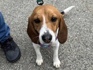 Dory, a ADOPTABLE Beagle in New Boston, NH image 4/5
