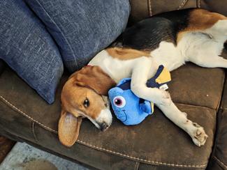 Dory, a ADOPTABLE Beagle in New Boston, NH image 5/5