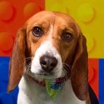 Dory, ADOPTABLE, Young Female Beagle.