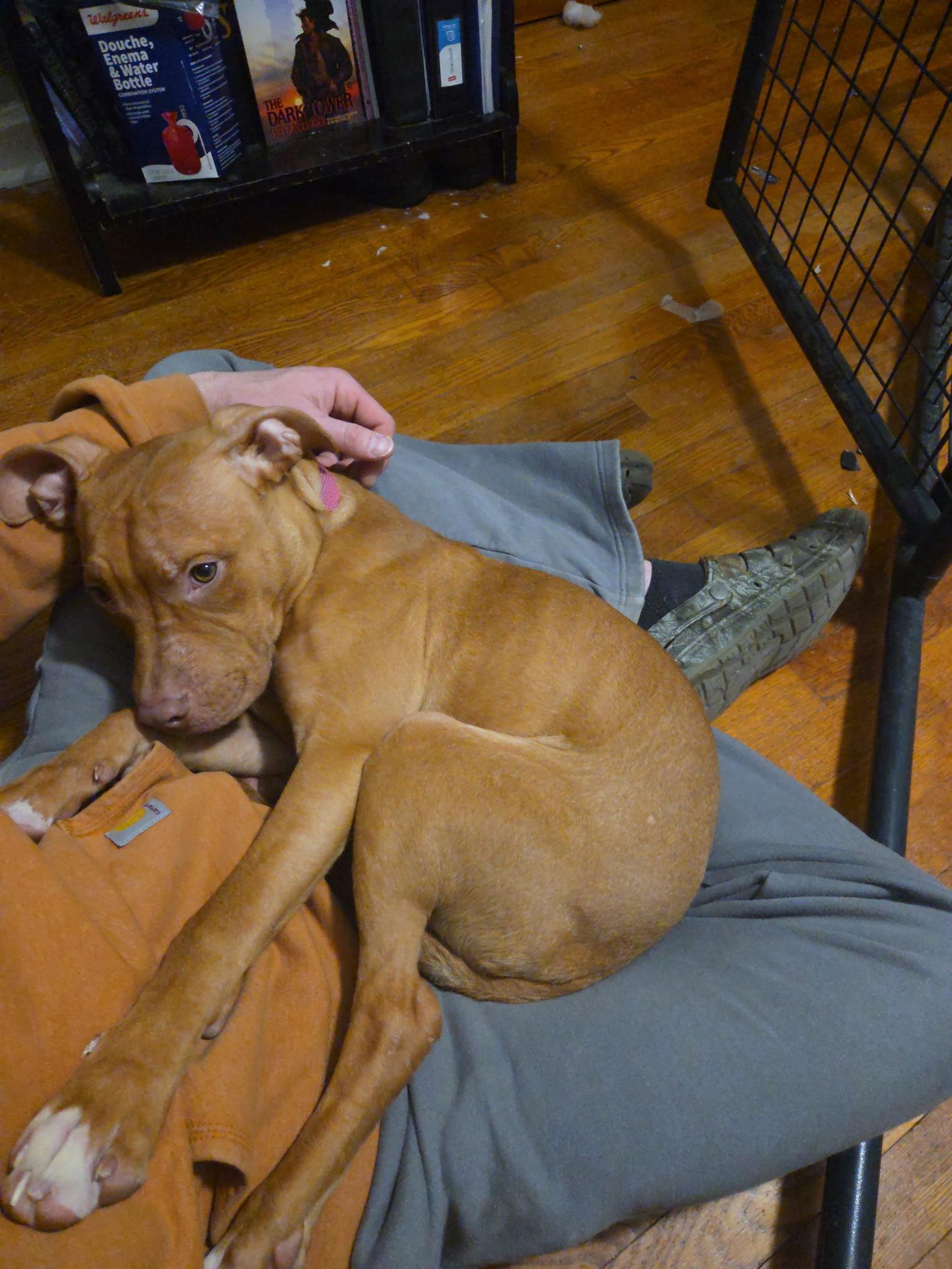 Enlarge Lola, a ADOPTABLE Mixed Breed in Medford, NJ image 5/5