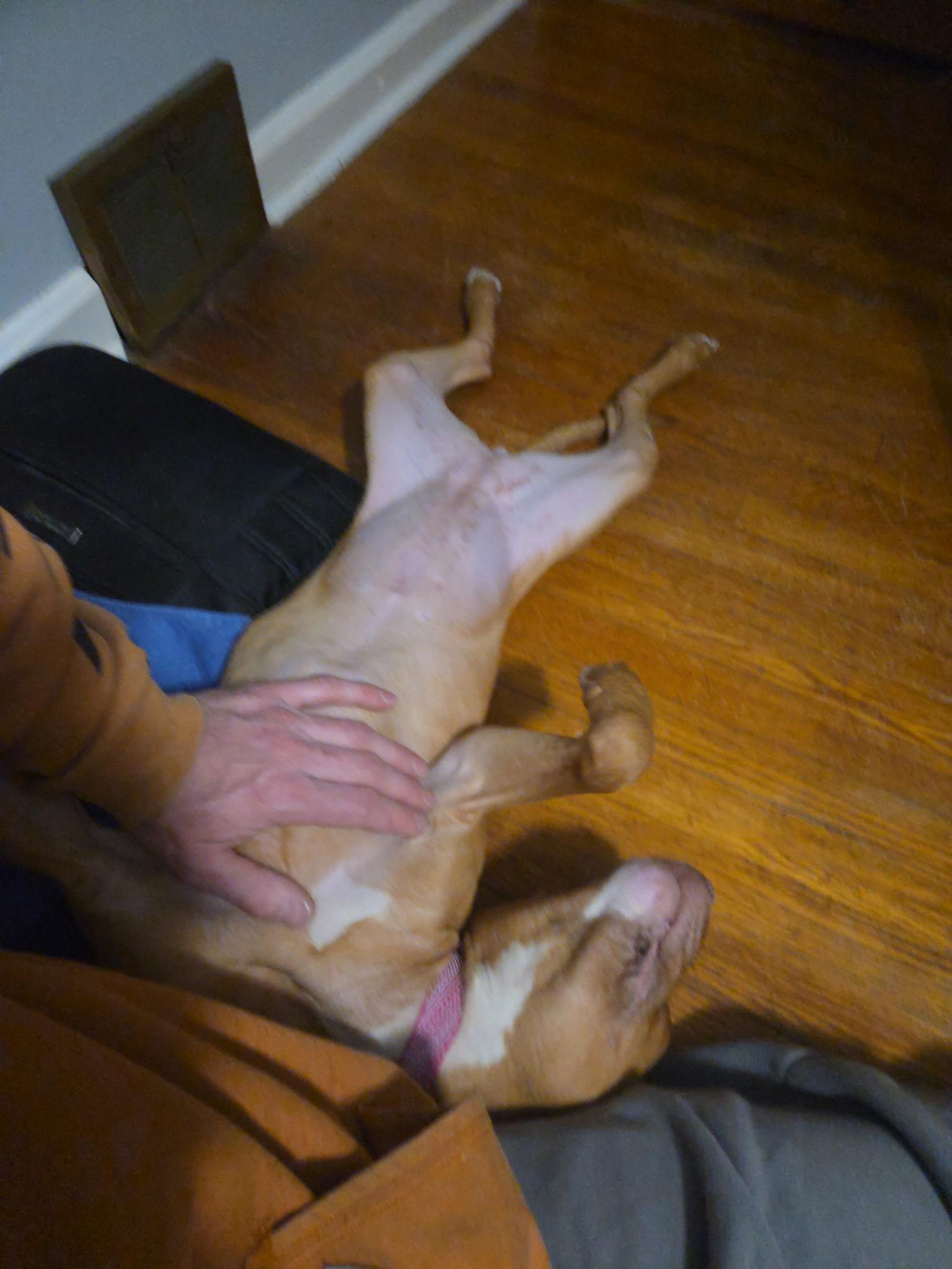 Enlarge Lola, a ADOPTABLE Mixed Breed in Medford, NJ image 2/5