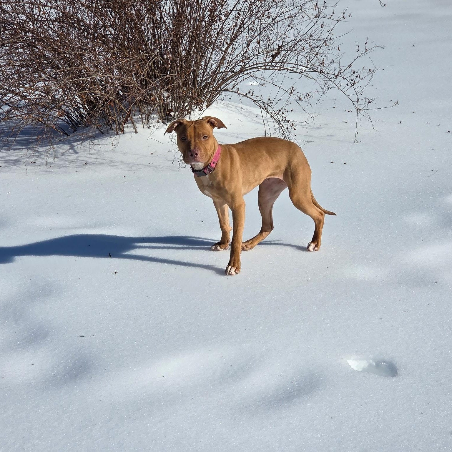 Enlarge Lola, a ADOPTABLE Mixed Breed in Medford, NJ image 3/5