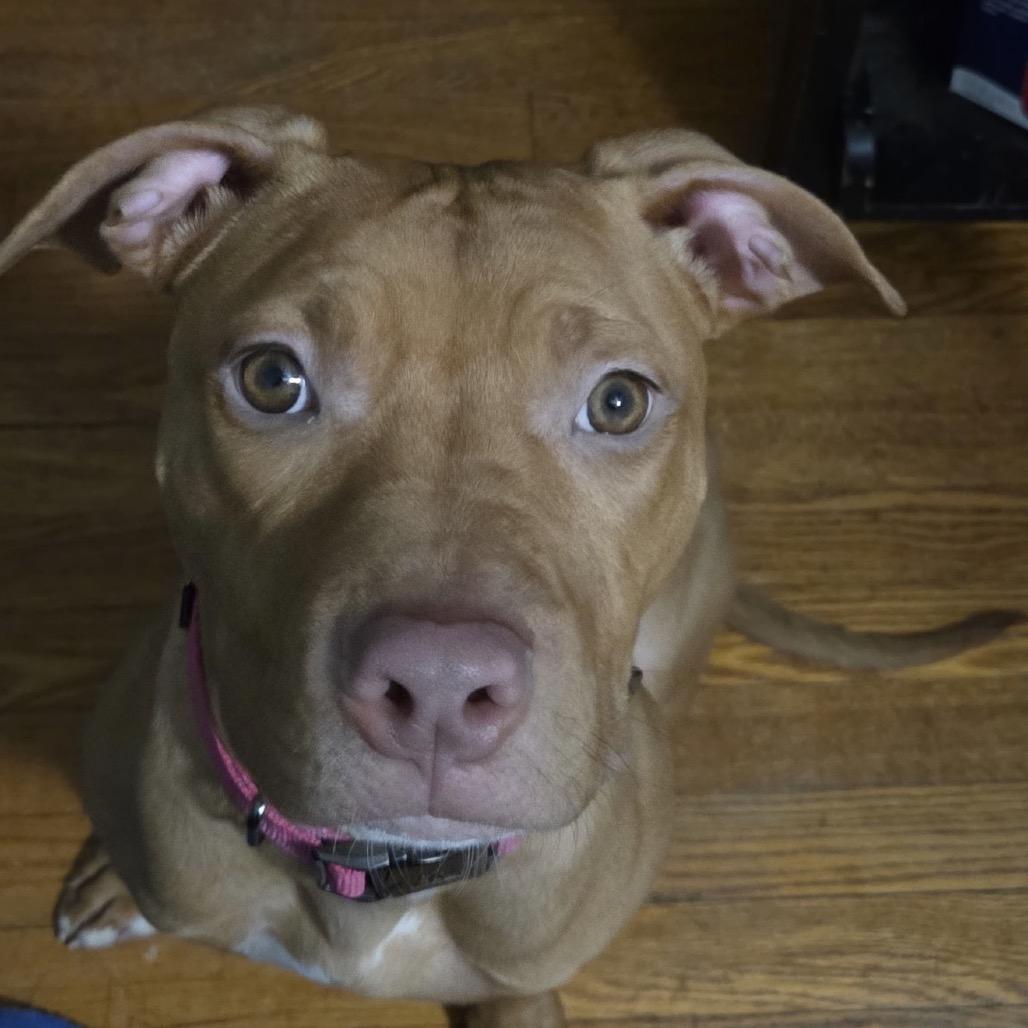 Lola, ADOPTABLE, Young Female Mixed Breed.