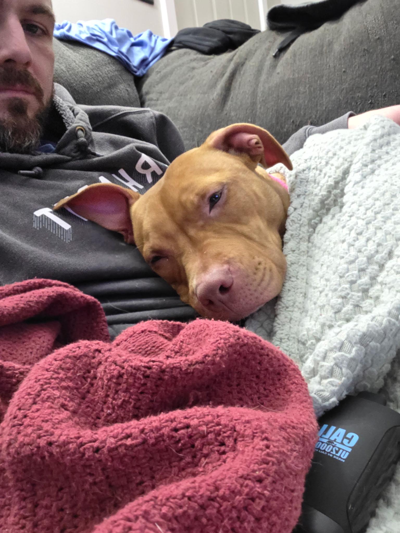 Enlarge Lola, a ADOPTABLE Mixed Breed in Medford, NJ image 4/5