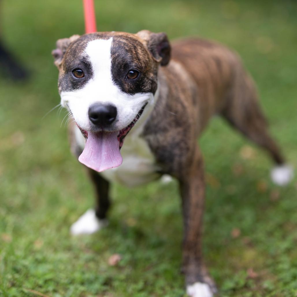 Kevin, Adoptable, Young Male Mixed Breed & Boxer.