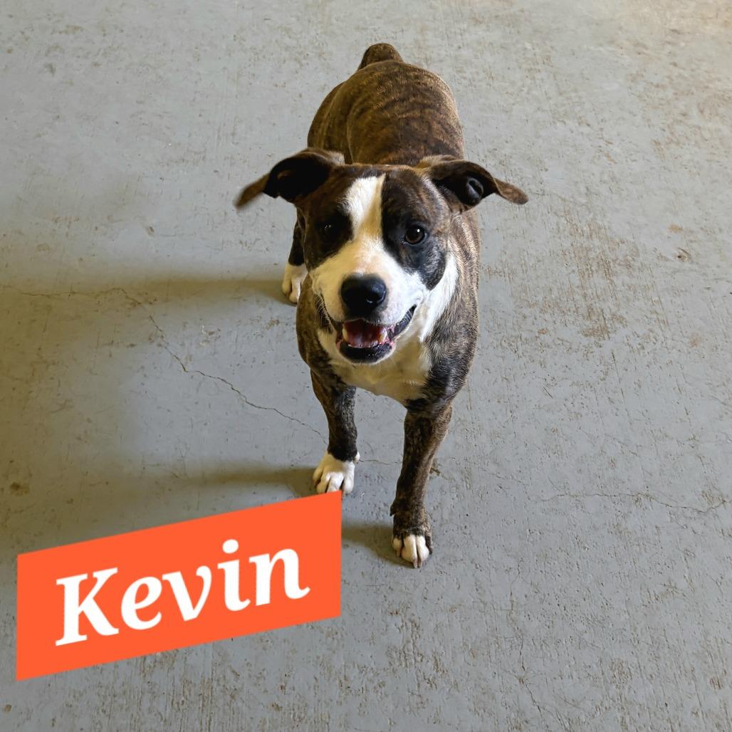 Kevin, a Adoptable mixed breed in Talbott, TN image 2/6