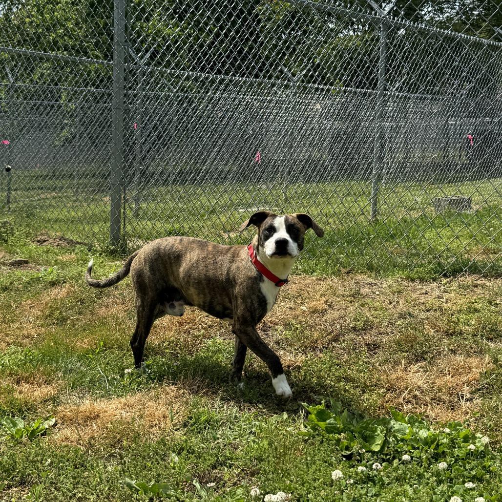 Kevin, a Adoptable mixed breed in Talbott, TN image 3/6