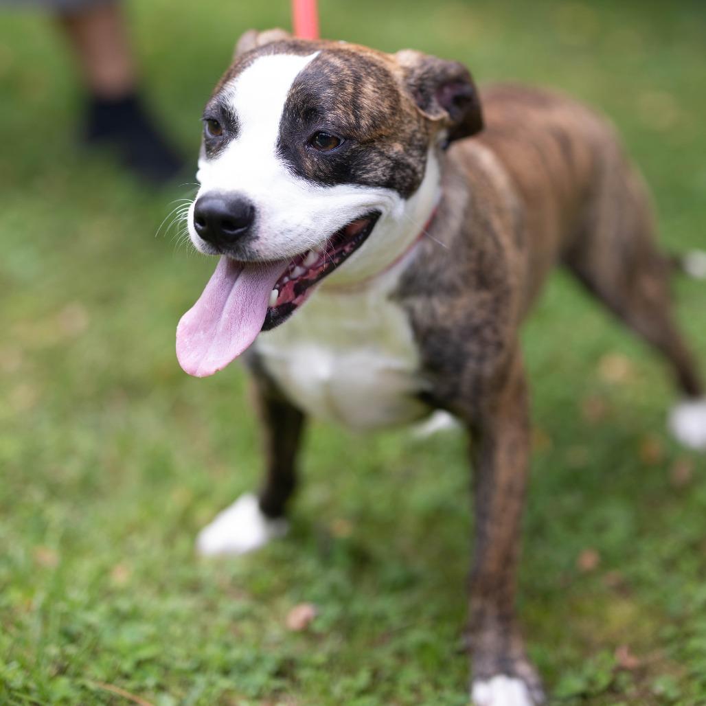 Kevin, a Adoptable mixed breed in Talbott, TN image 4/6