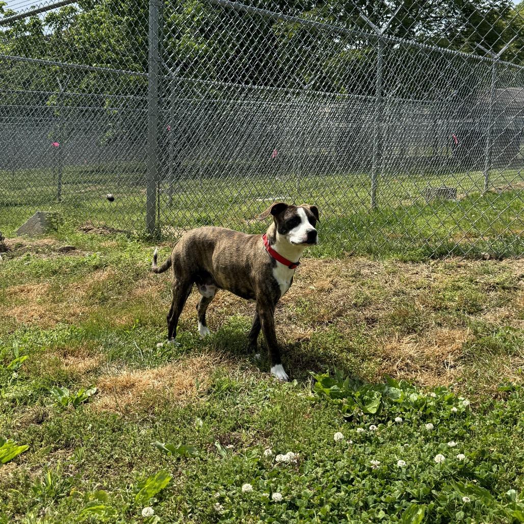 Kevin, a Adoptable mixed breed in Talbott, TN image 5/6
