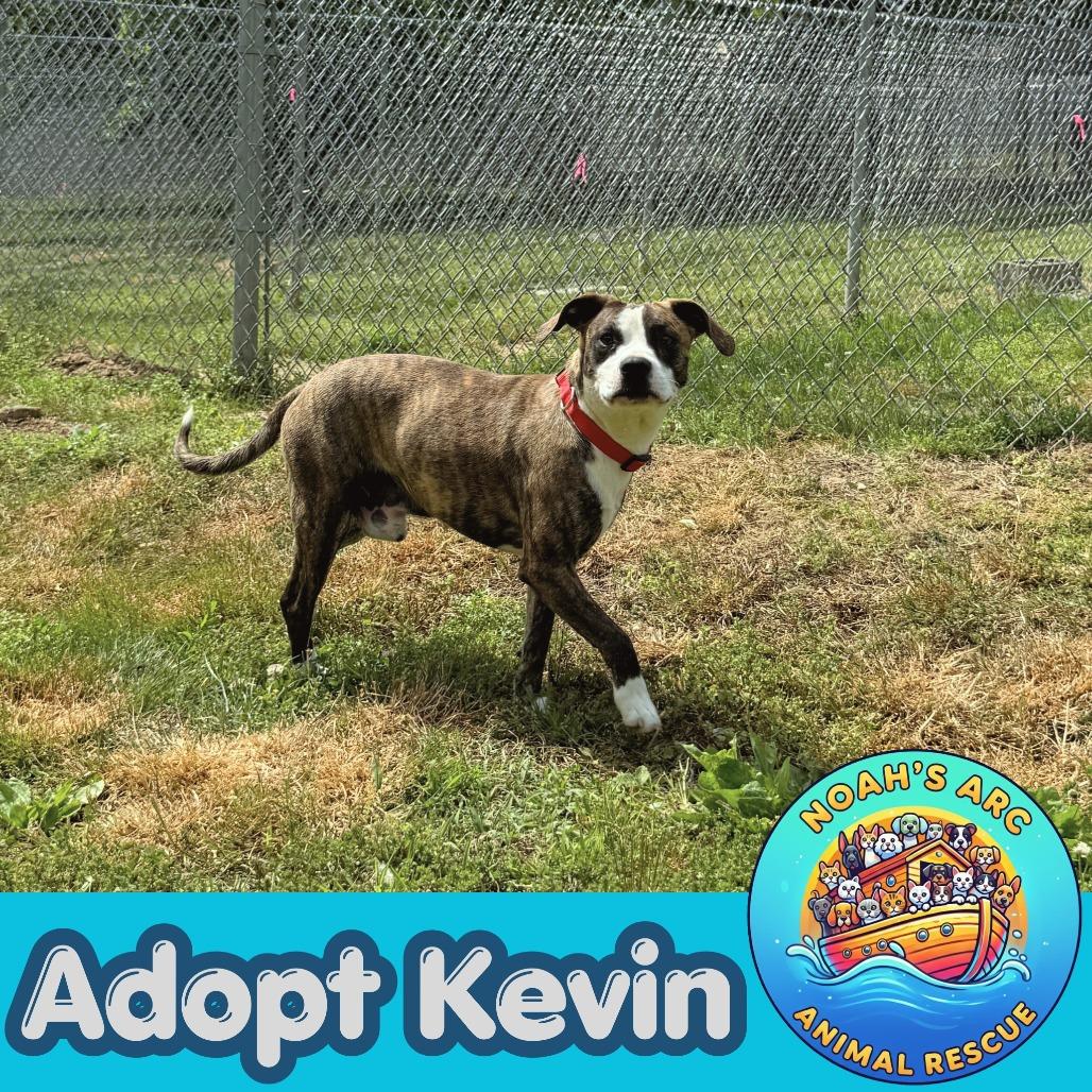 Kevin, a Adoptable mixed breed in Talbott, TN image 6/6