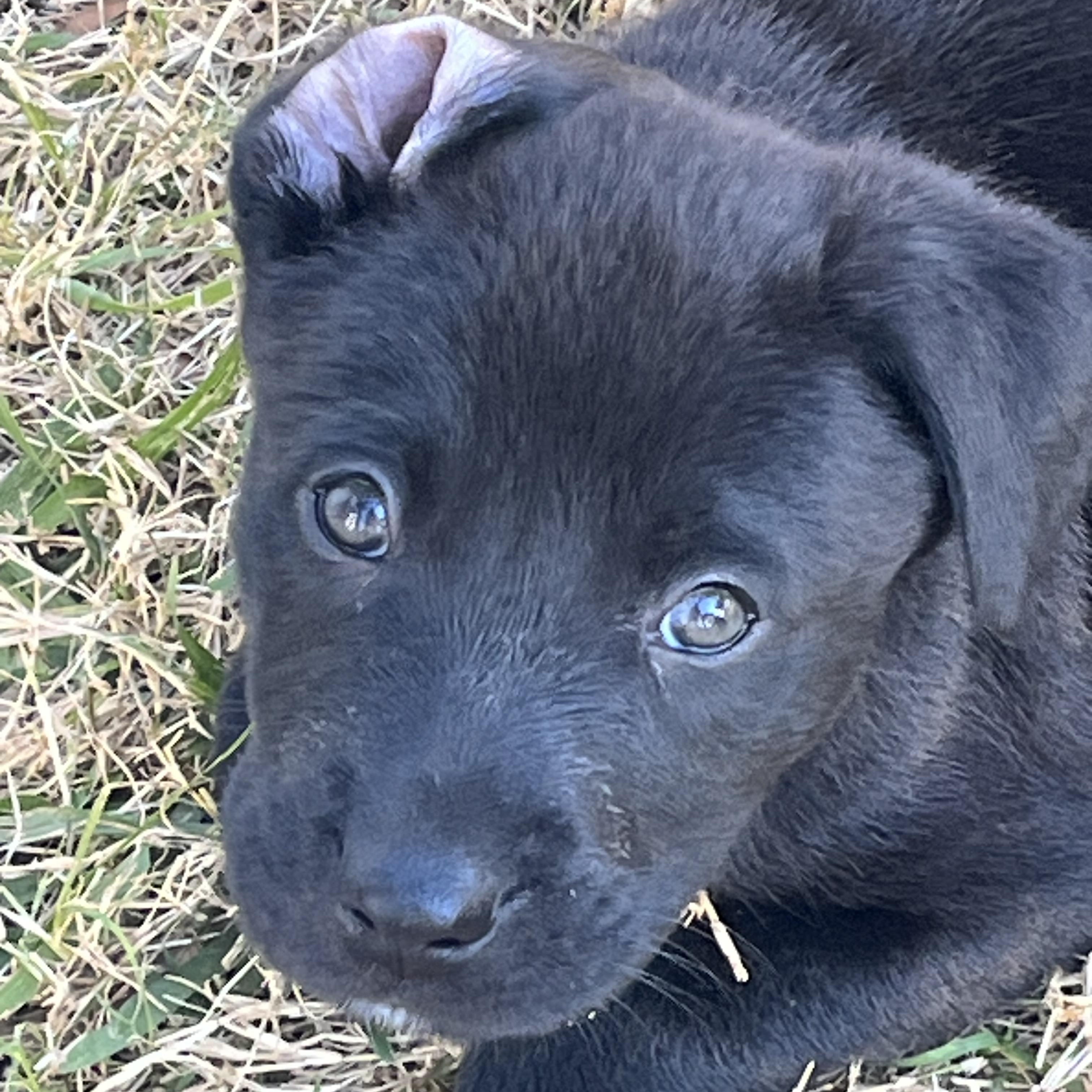 Albany Choco — thumbnail 3