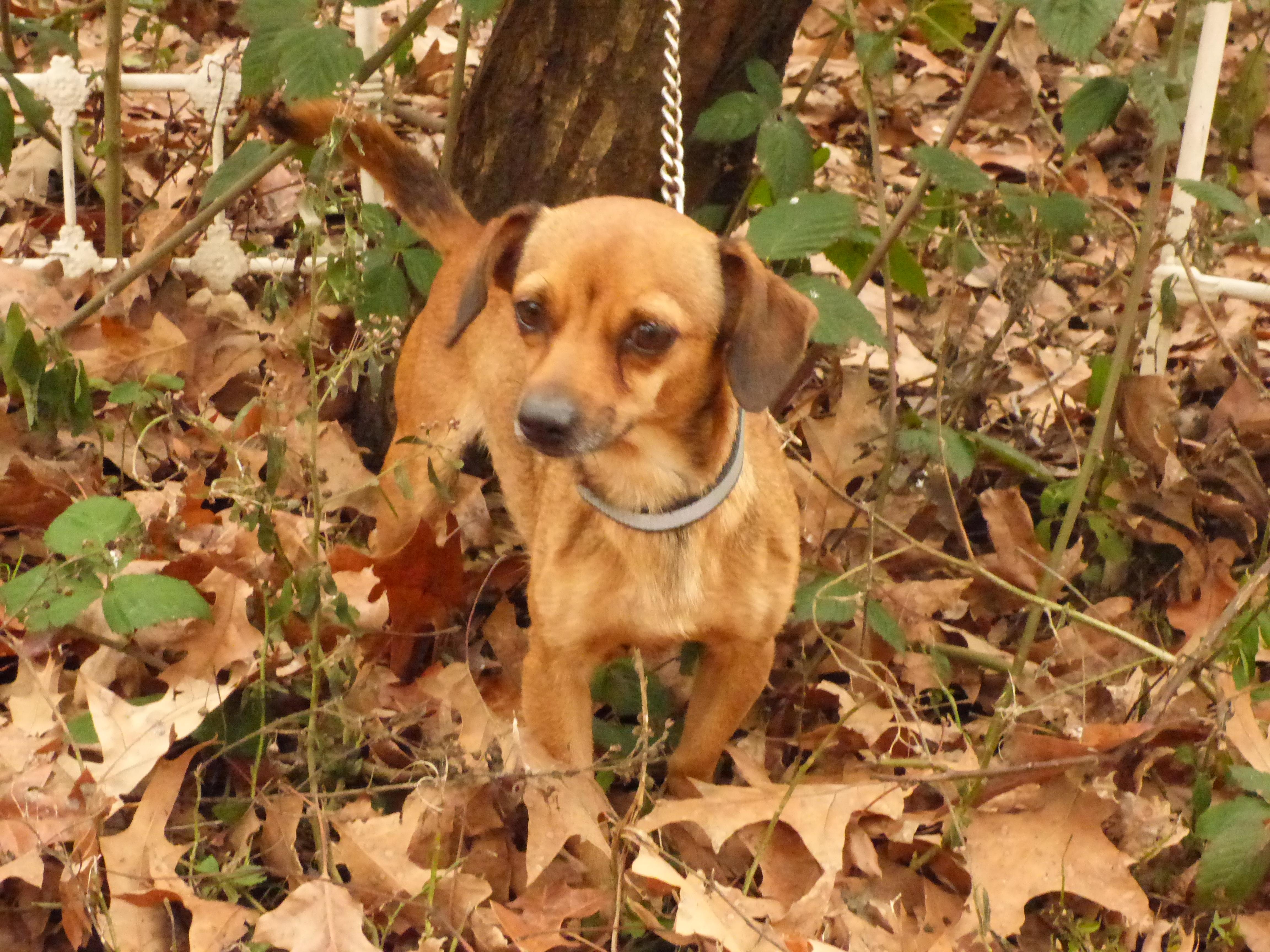 Enlarge Jolene, a Adoptable mixed breed in Southington, CT image 2/5