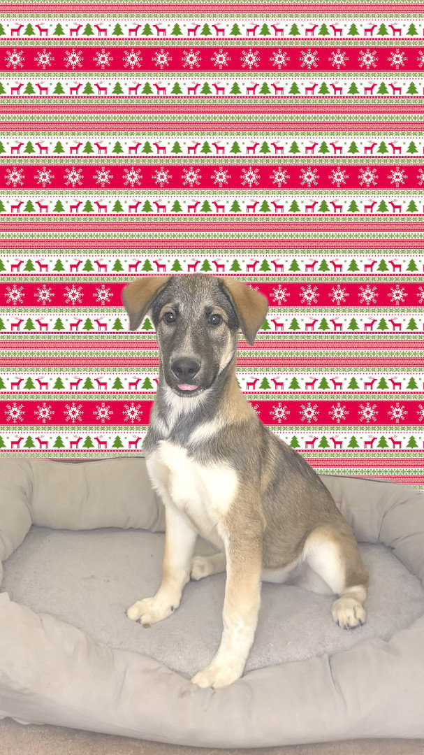 Toffee, Adopted, Puppy Female Great Pyrenees & German Shepherd Dog.
