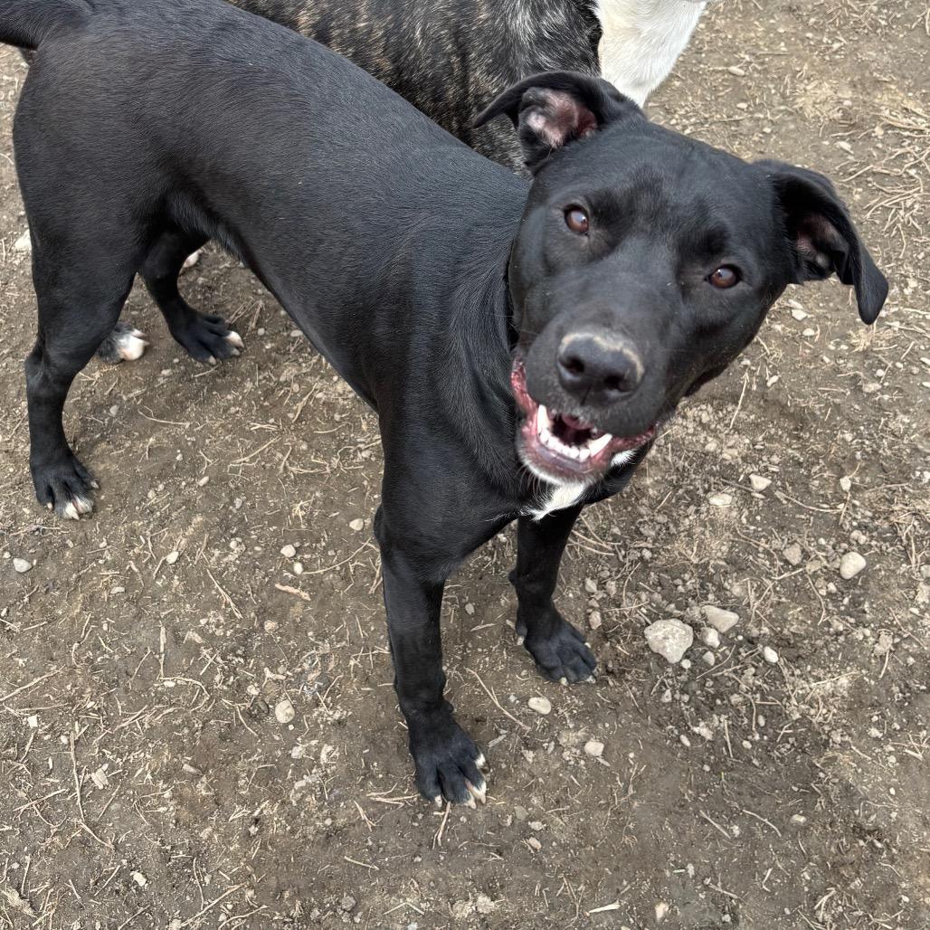 Enlarge Nina Simone-Paws-in Prison Graduate!, a Adoptable mixed breed in Union City, PA image 1/4