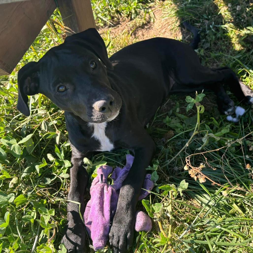 Enlarge Nina Simone-Paws-in Prison Graduate!, a Adoptable mixed breed in Union City, PA image 2/4