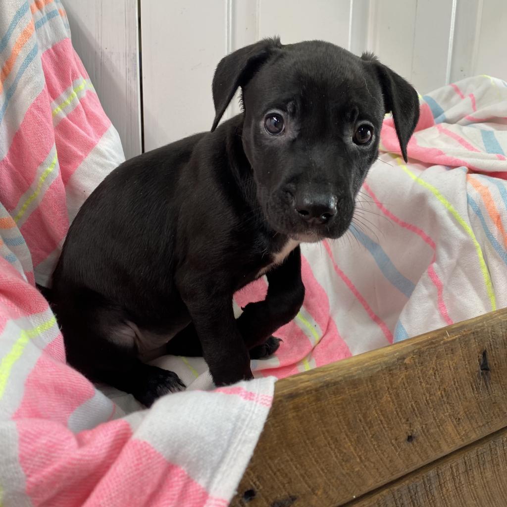 Enlarge Nina Simone-Paws-in Prison Graduate!, a Adoptable mixed breed in Union City, PA image 3/4