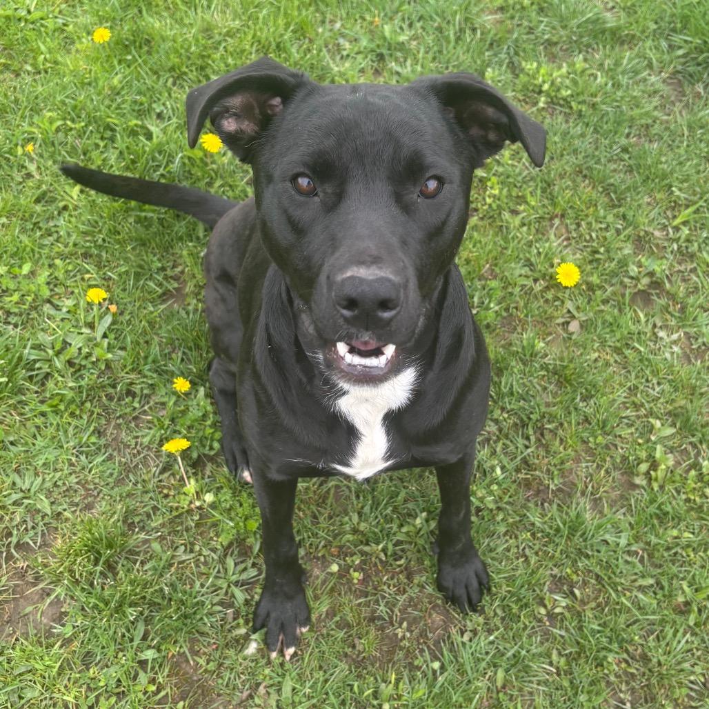 Enlarge Nina Simone-Paws-in Prison Graduate!, a Adoptable mixed breed in Union City, PA image 4/4