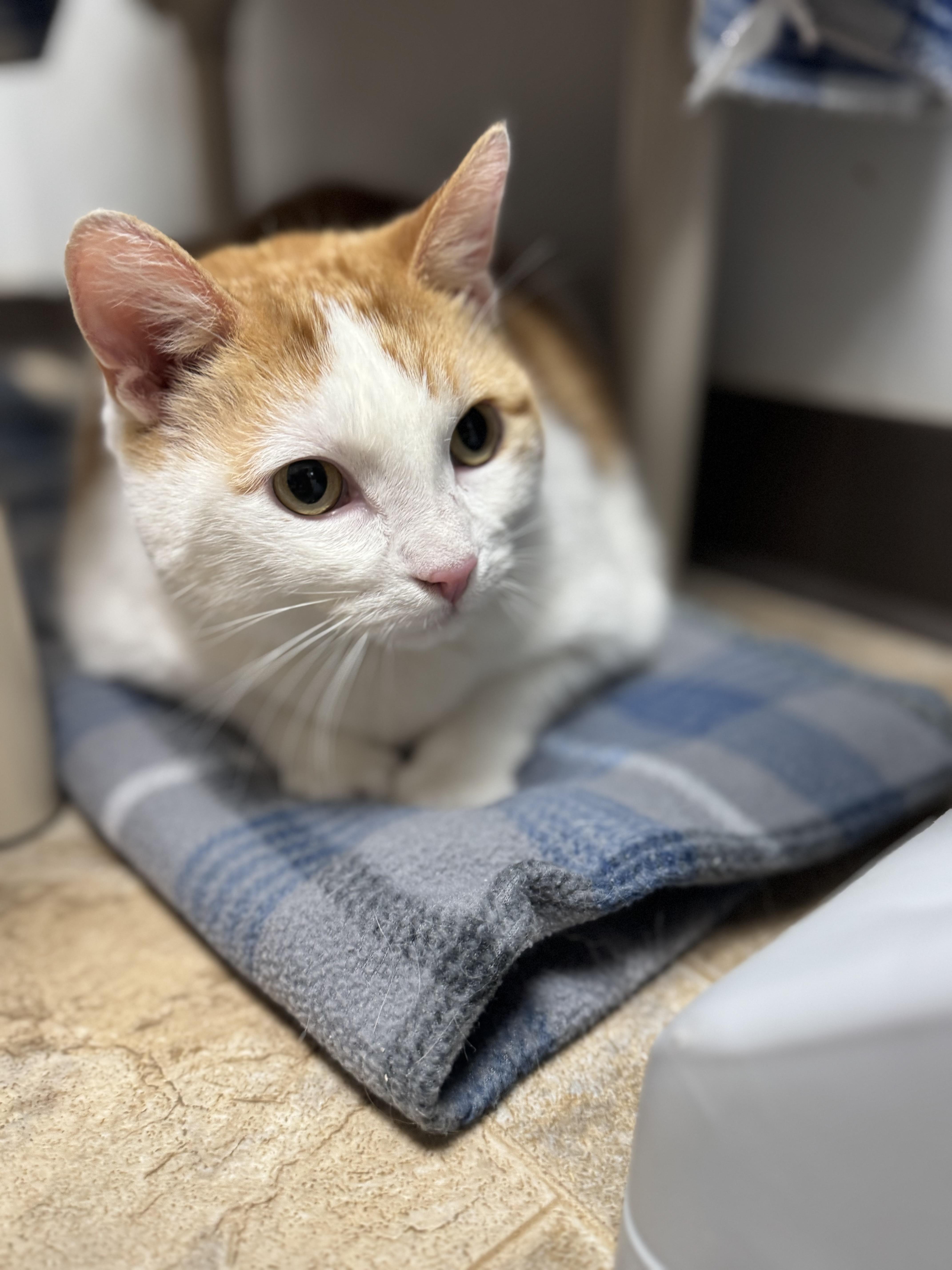 Hunter - Fee Waived, adopted, Senior Male Domestic Short Hair.