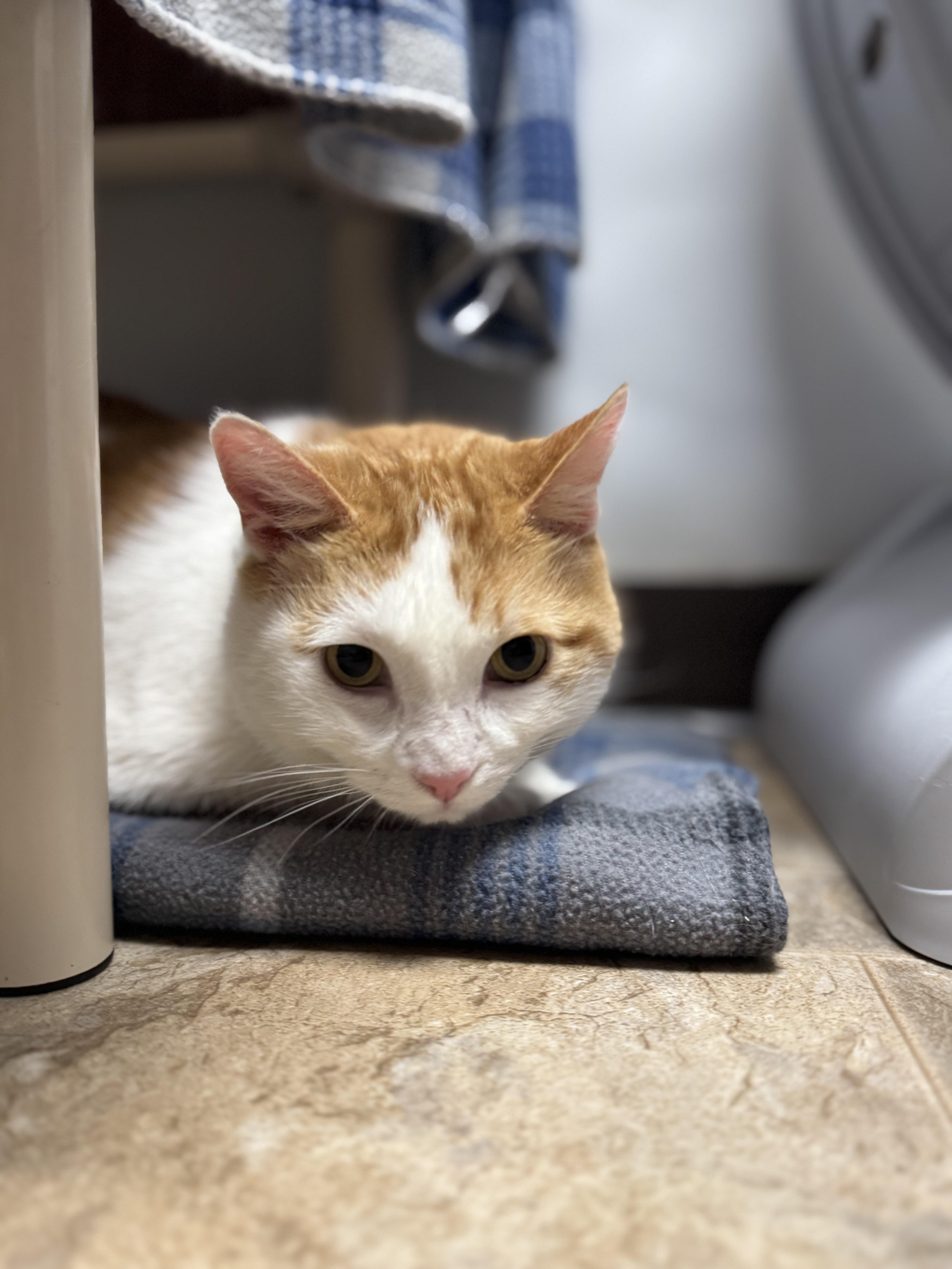 Enlarge Hunter - Fee Waived, an adopted Domestic Short Hair in Dodgeville, WI image 2/2