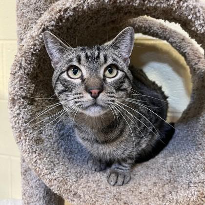 Bob, a Adoptable mixed breed in New Hope, PA image 2/3