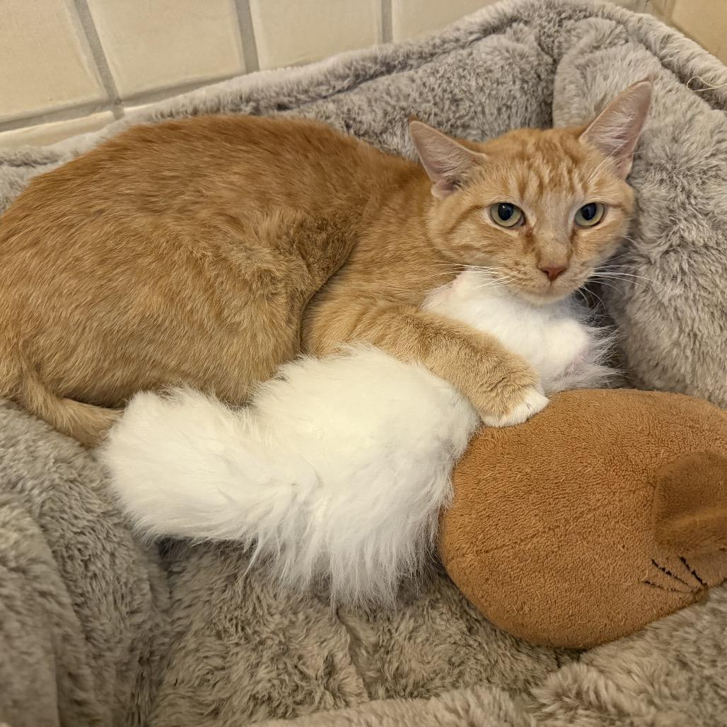 Enlarge Ellie, a Adoptable Domestic Short Hair in Miami, FL image 1/5