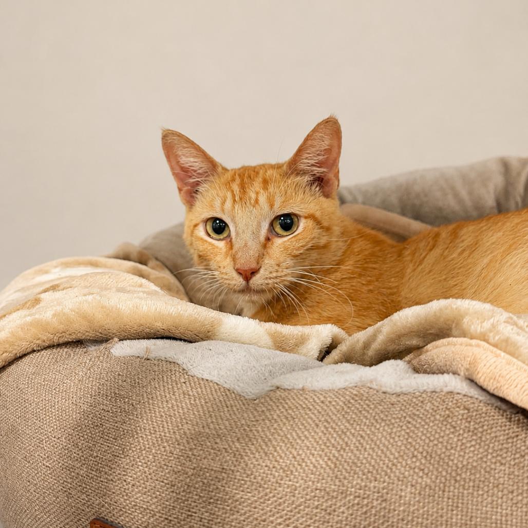 Enlarge Ellie, a Adoptable Domestic Short Hair in Miami, FL image 2/5