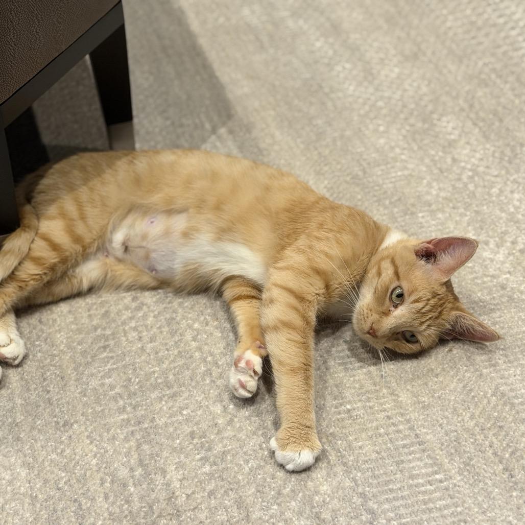 Enlarge Ellie, a Adoptable Domestic Short Hair in Miami, FL image 3/5