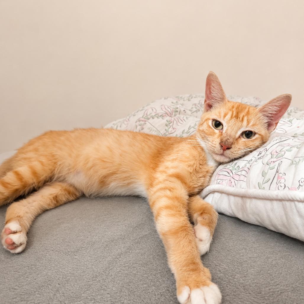 Enlarge Ellie, a Adoptable Domestic Short Hair in Miami, FL image 4/5