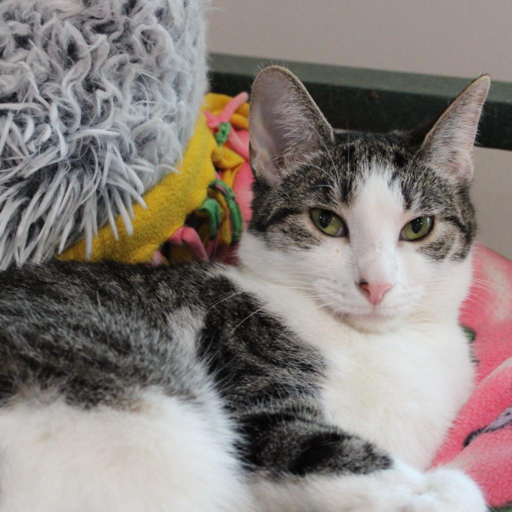 Enlarge Squizzle, a Adoptable Domestic Short Hair in Defiance, OH image 1/6