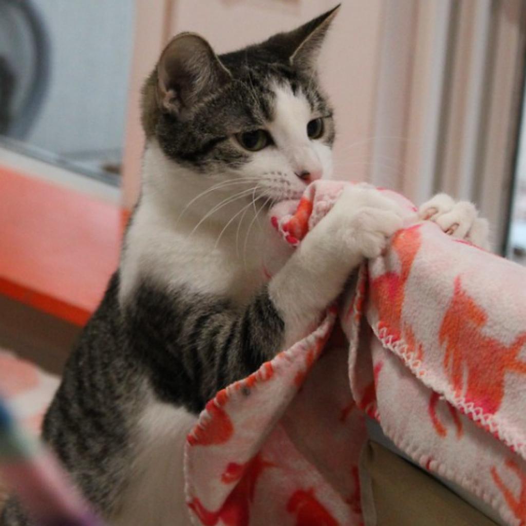 Enlarge Squizzle, a Adoptable Domestic Short Hair in Defiance, OH image 2/6