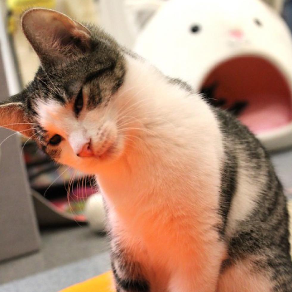 Enlarge Squizzle, a Adoptable Domestic Short Hair in Defiance, OH image 3/6