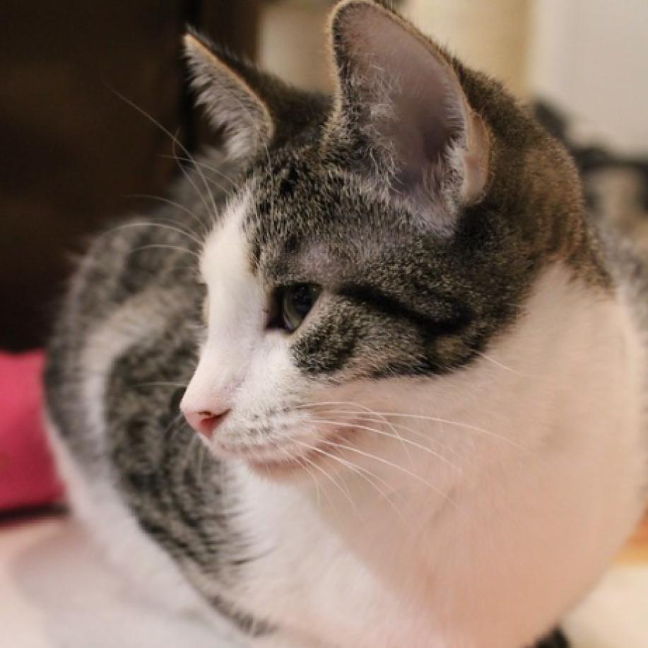 Enlarge Squizzle, a Adoptable Domestic Short Hair in Defiance, OH image 4/6