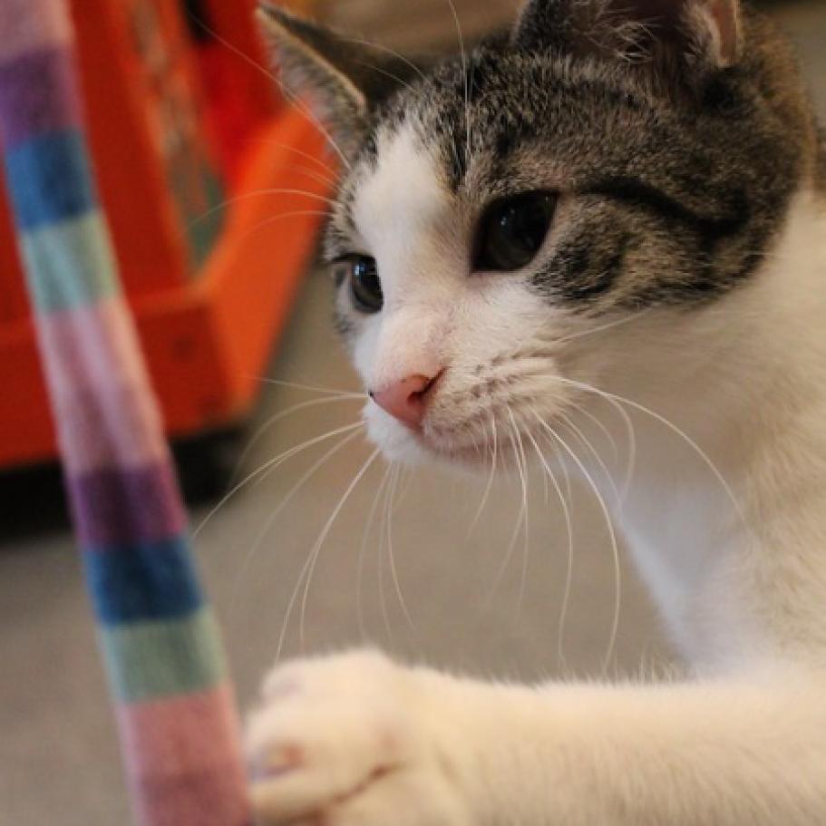 Enlarge Squizzle, a Adoptable Domestic Short Hair in Defiance, OH image 4/6